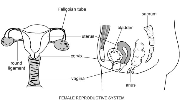 Visual Aid of the Female Reproductive System