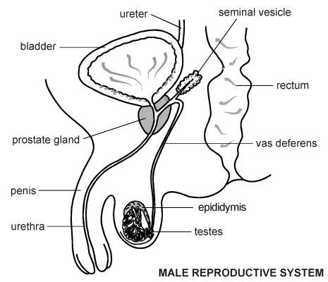 Visual Aid of Male Reproductive System