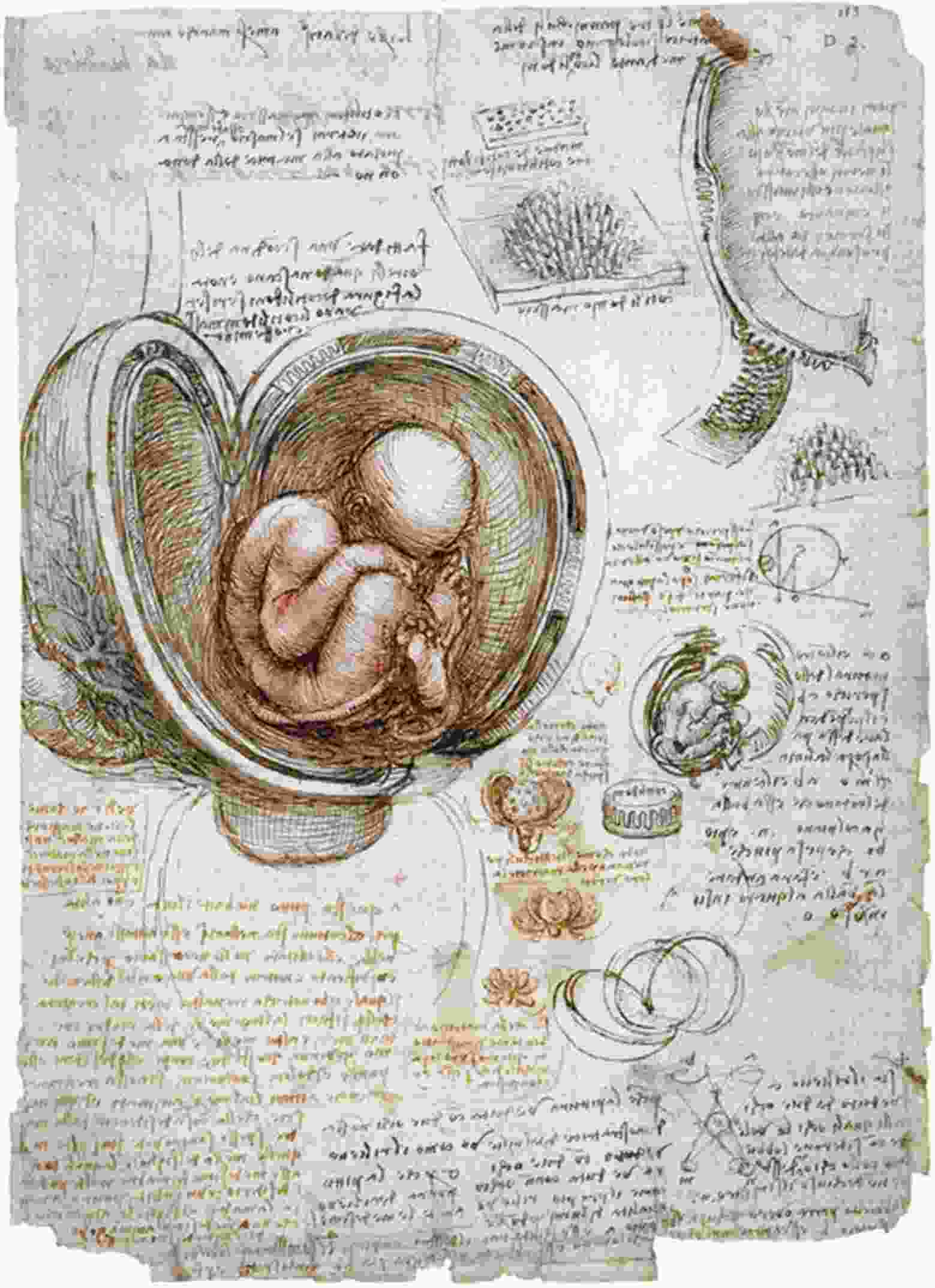 Leonardo da Vinci’s The Fetus in the Womb of 1510